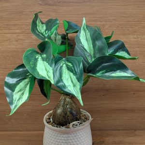 Artificial Philodendron Tabletop Plant